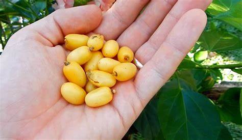 Seeds & pesticides