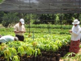 Plant nursery