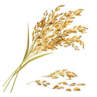 Wheat flour