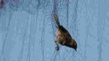 Bird nets