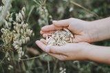 Agro seeds