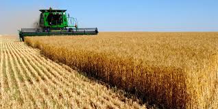 Wheat products