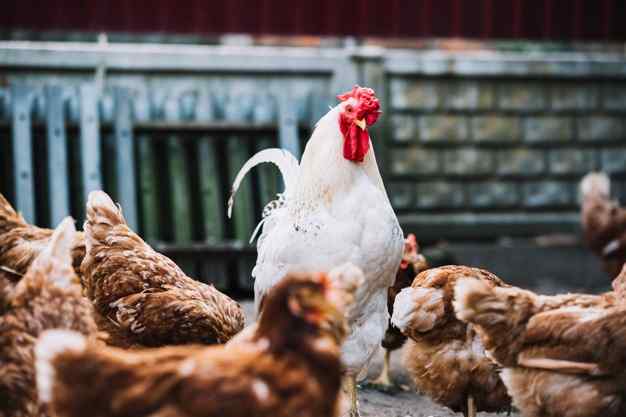 Poultry
