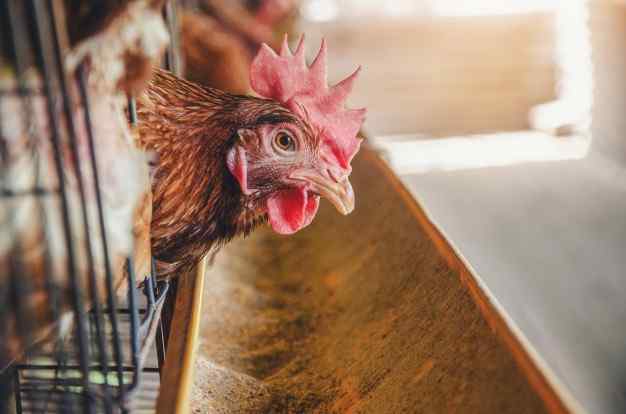 Poultry