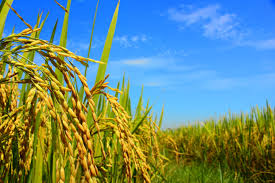  agrochemicals