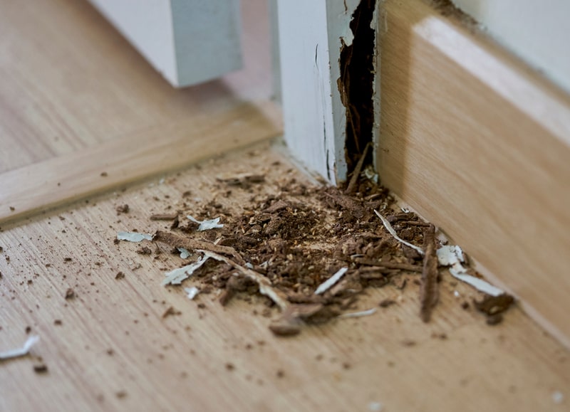 Termite control