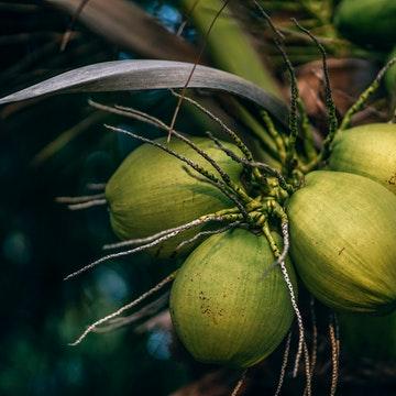 Coconuts