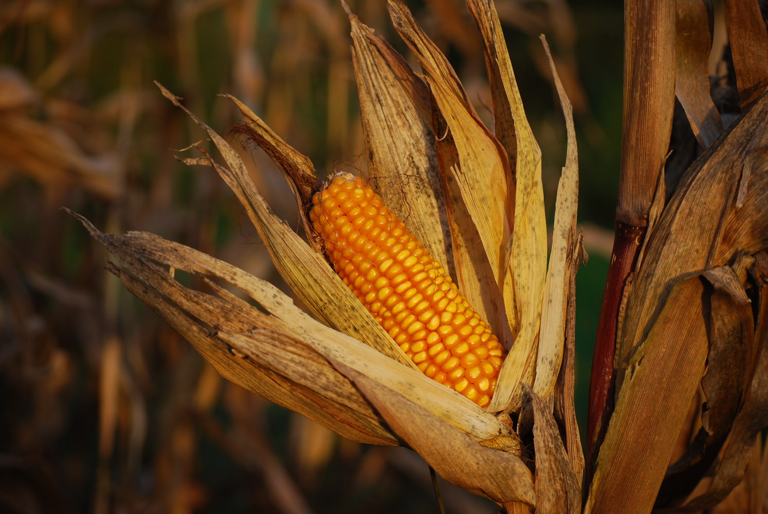 Commodities
