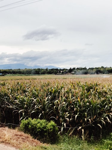 Commodities