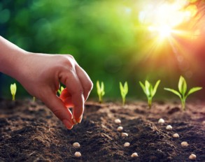 Seeds & pesticides